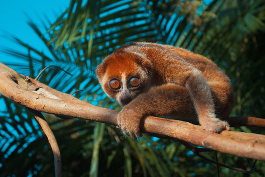 Slow loris perched on a branch in lush tropical setting