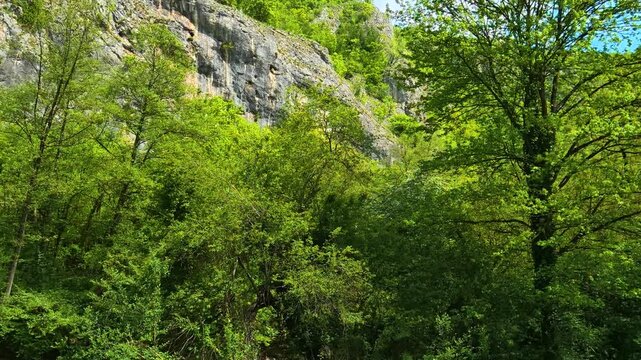 Lush green trees frame a sunlit meadow. Gradac River, Serbia