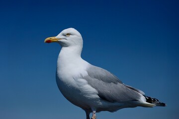 Naklejka premium the eye of a gull