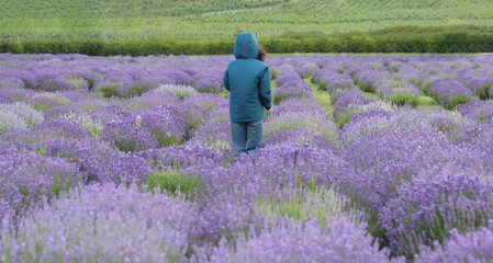 rural scene fashion Back rear view of woman lady girl in her 18s wearing a lightweight windbreaker light blue jacket with hood against a lavender field background. © Maxim Chuev