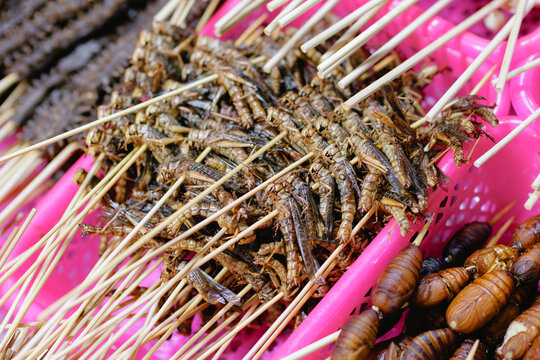 Skewered fried crickets and silkworm pupae in plastic basket night market Sanya, Hainan Island, China