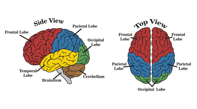 Human Brain Anatomy Diagram With Side View and Top View Vector Illustration editable file