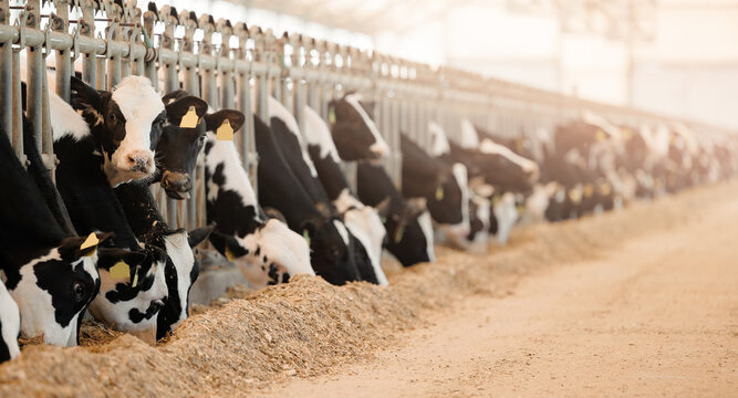 Cows feeding in spacious dairy farm barn with hay and sunlight. Concept livestock farm with organic cattle banner