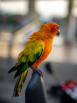 the taxi conure - Der Taxi Sittich