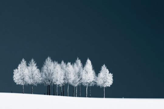 Snow covered trees stand on a hill under a gray sky in winter season