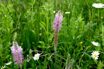 Flowering plantain medium (Plantago media L.) © wiha3