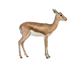 Fototapeta premium A side view of a springbok standing isolated on transparent background