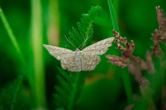 Close-up of a Lewes wave (Scopula immorata) resting in the grass, Czech Republic