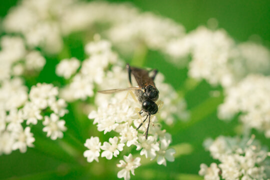 Close-up of a braconid wasp (Cotesia melanoscela) crawling on a flower in the Czech Republic.
