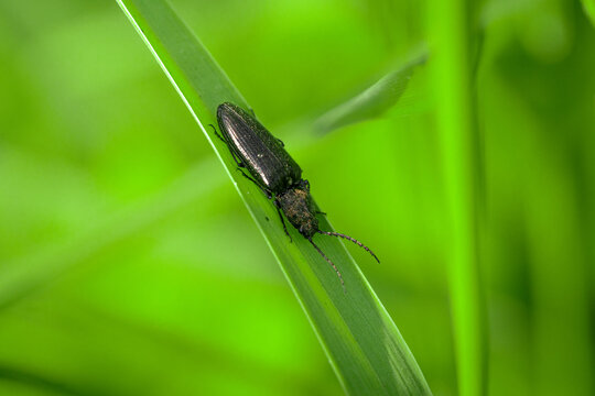 Close-up of a click beetle (Ectinus aterrimus) crawling on a blade of grass in the Czech Republic.
