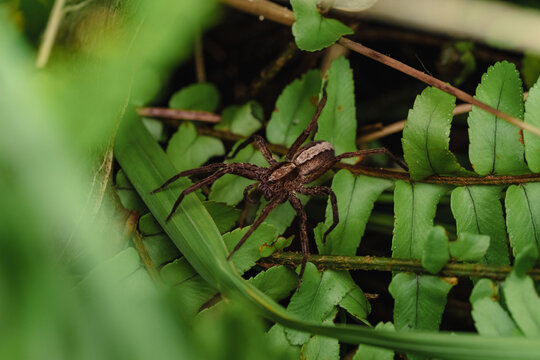 Wolf spider