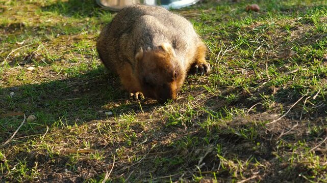 Steppe bobak marmot actively searches for food in the grass on a sunny lawn. Fluffy rodent sniffs the ground in a zoo enclosure.