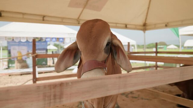 Brahman cattle showcased inside exhibition pen at agricultural livestock fair