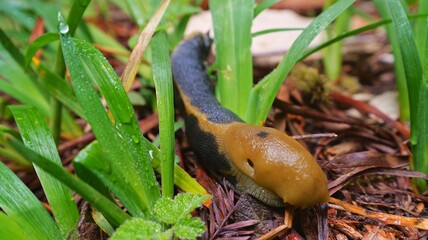 snail on the grass © spencer