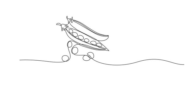 Continuous Line Drawing Peas and Beans Animation ,Minimalist Vegetable One Line Art Vector Illustration