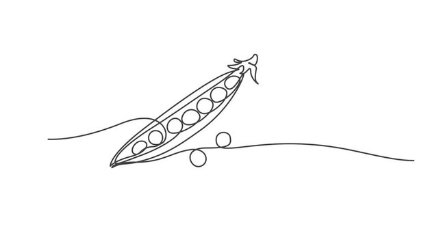 Continuous Line Drawing Peas and Beans Animation ,Minimalist Vegetable One Line Art Vector Illustration