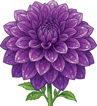 Generated on vibrant violet dalia flower with shimmering water droplets on petals vector art on white background