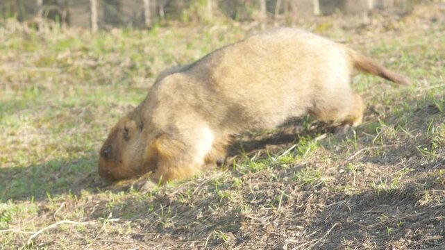 Steppe bobak marmot clumsily runs and jumps on a green lawn. Fluffy rodent moving actively in a zoo enclosure on a sunny day.