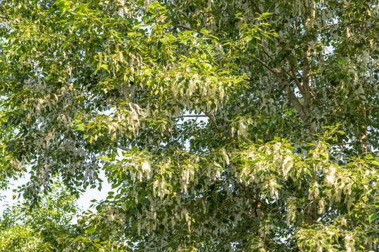 Green poplar foliage with light seed pods with down as background or wallpaper