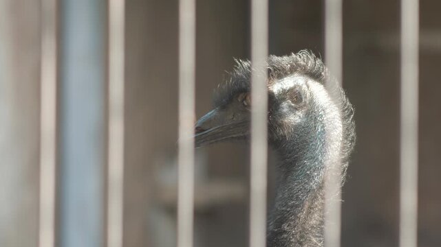 Close up of an emu ostrich head behind a vertical metal grid in the zoo. Big exotic bird looking around in the enclosure on a sunny day
