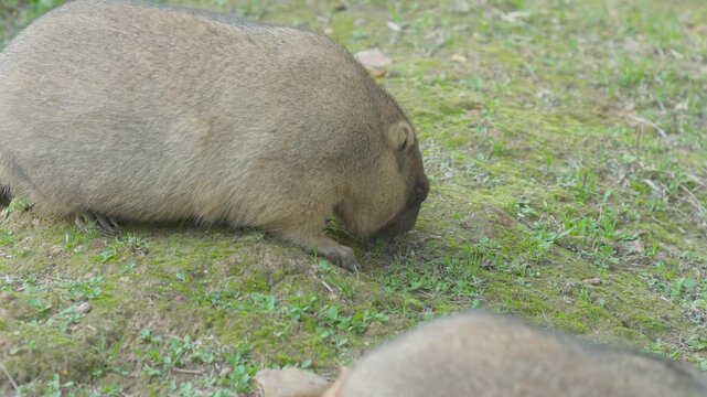 Large fat steppe bobak marmot searching for food in the green grass. Close up of a chubby rodent sniffing the ground in a zoo enclosure.