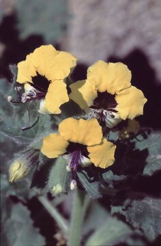 Hyoscyamus aureus or  yellow henbane  closeup of the yellow flowers