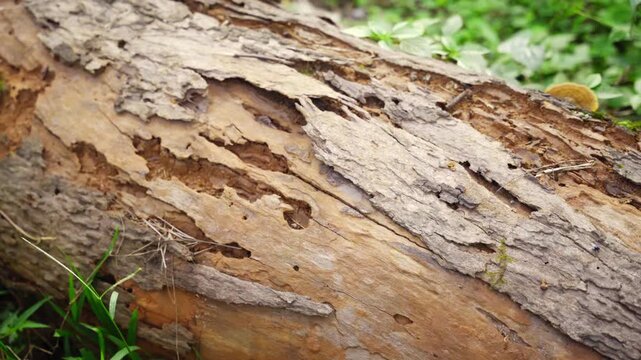 Tree Trunk Termite Damage &ndash; Slow Panning Shot