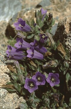Campanula hagielia or Large Rhodian Bellflower