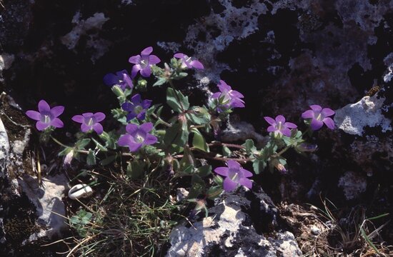 Campanula rhodensis or Small Rhodian Bellflower