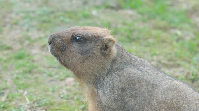 Macro portrait of a steppe bobak marmot in profile against green grass. Fluffy rodent froze and looks carefully ahead in a zoo enclosure