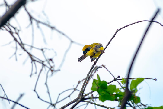 Male baya weaver bird perched on branch preening its feathers