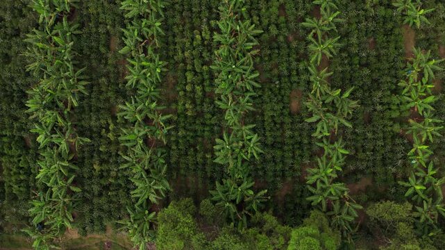 Top-Down Aerial View of Coffee Plantation Intercropped with Banana Trees in Quind&iacute;o, Colombia