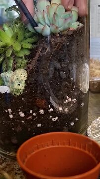 Vertical Video of Succulent Terrarium being Assembled inside a Glass Container, Utilizing Layers of Soil and Decorative Elements like Seashells. Hand Planting Echeveria in Soil