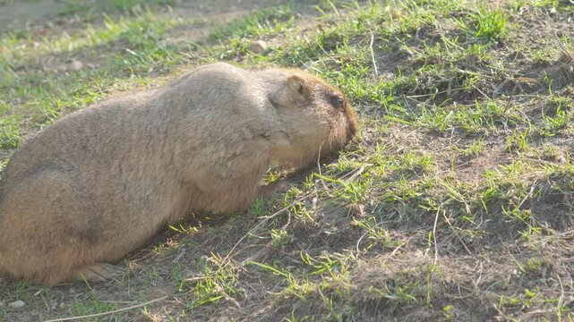 Steppe bobak marmot diligently digging the ground with its paws on a green slope. Fluffy rodent foraging and building a burrow on a sunny day