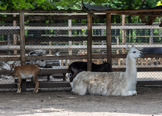 Fototapeta premium A llama (Lama glama) at the Dobrich Zoo in Bulgaria 