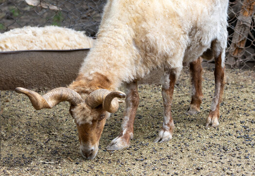 A close-up of a ram at the Dobrich Zoo in Bulgaria.
