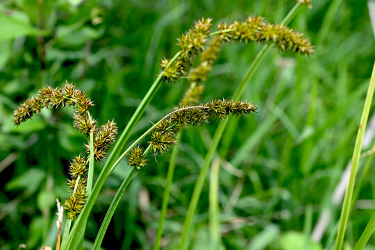 Fox sedge (Carex vulpina) growing in a wet green meadow near the pond