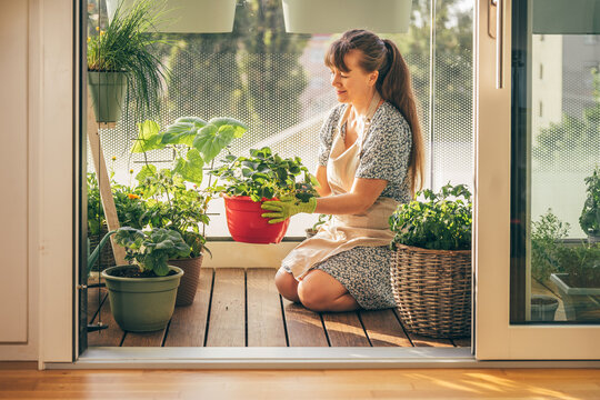 Woman caring for strawberry plant in a sunny balcony garden. Home gardening, growing berries, sustainable lifestyle and connection with nature