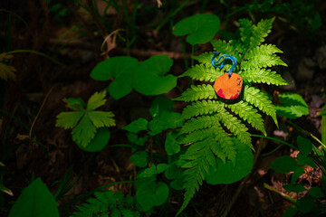 Obraz premium Fern leaf forest pendant orange green foliage plant woodland nature