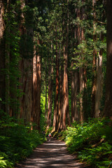 Fototapeta premium Forest tree trail path woodland cedar nature green sunlight forest trail with tall cedar tree, lush foliage, deep shade, and small hiker on path through peaceful woodland scenery
