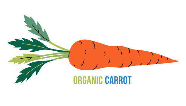 Very beautiful close-up realistic vector of an ORGANIC CARROT featuring crisp texture, vibrant orange color, farm-grown freshness, and natural healthy styling, isolated on white background, with a col