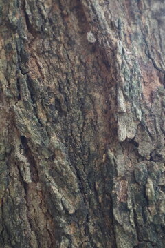 High quality macro photograph of ancient tree bark featuring intricate natural wooden details and green bryophyte growth on its surface.