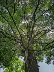 Fototapeta premium Majestic Tree Canopy with Lush Green Leaves Against Cloudy Sky
