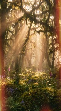 sun rays in the forest