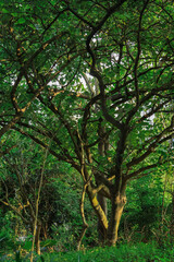 Fototapeta premium Sunlit Green Tree in Lush Woodland
