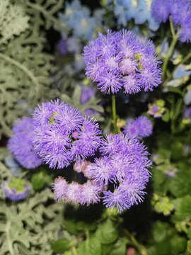 Purple floss flower clusters blooming in garden close up
