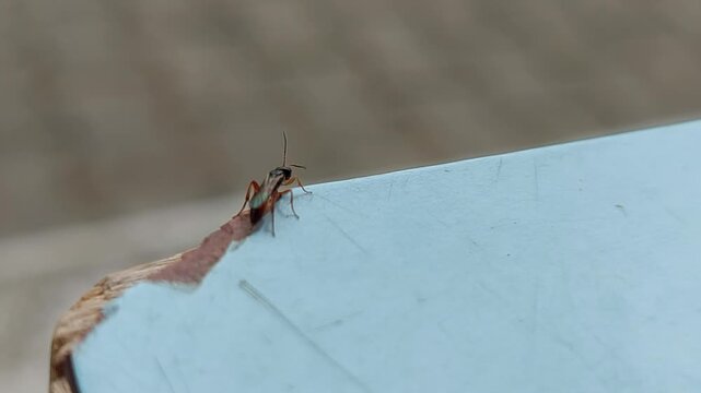 Small ichneumon wasp or insect resting on the edge of a table