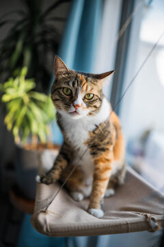 Calico cat at Home