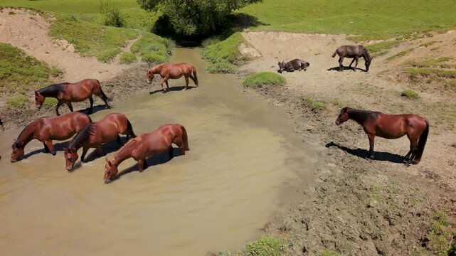 Wild horses move freely in an aerial view as they drink water from a pond in nature during daylight