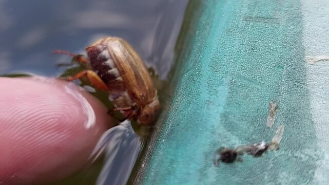 Saving a cockchafer beetle from water with human finger